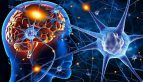 neuroplasticitatea